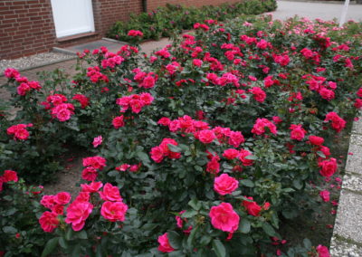 Rosier rampant