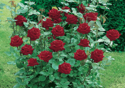 Rosier pourpre