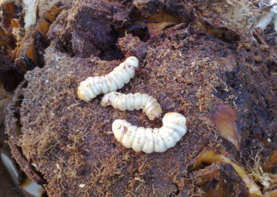 Chenilles papillon du palmier