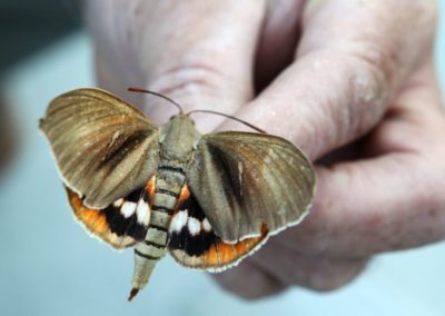 Taille papillon du palmier