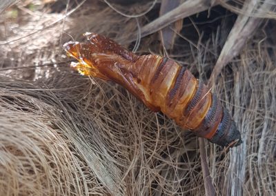 Chrysalide de paysandisia archon