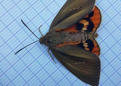 Papillon du palmier