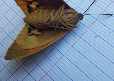 Papillon du palmier