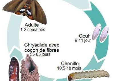 Cycle du papillon du palmier