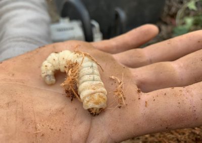 Chenille de papillon du palmier