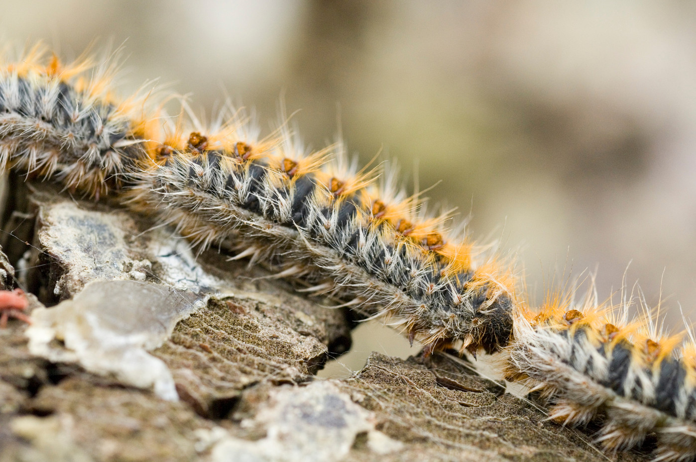 Chenille processionnaire