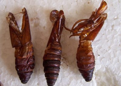 Chrysalides de papillons