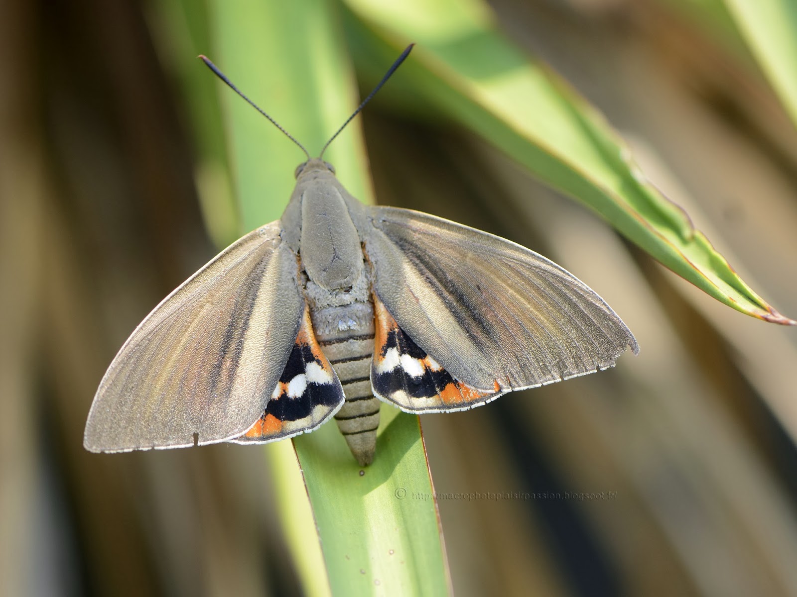 Papillon adulte