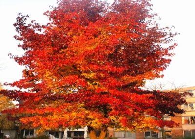 Liquidambar