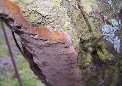 Champignon sur un prunier