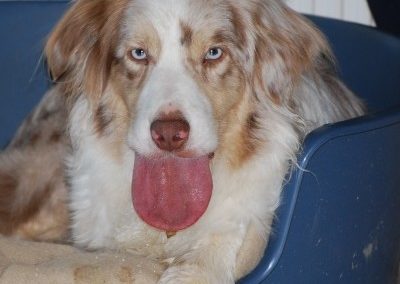 Oedème de la langue chez le chien