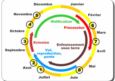 Cycle de la chenille processionnaire