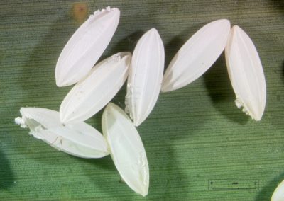 oeufs paysandisia