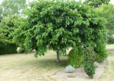 Murier platane