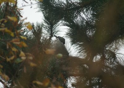 Mésange qui s'attaque aux chenilles processionnaires