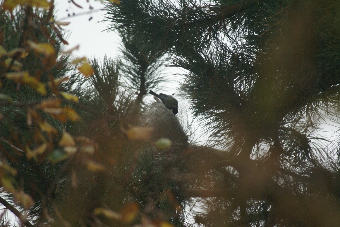 Mésange qui s'attaque aux chenilles processionnaires