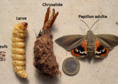 Stades de développement du papillon paysandisia archon