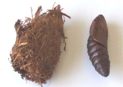 Cocon et chrysalide de chenille