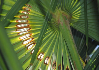 Feuilles grignotées de façon circulaire