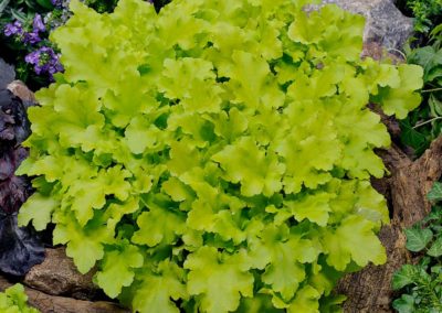 Heuchères vert clair
