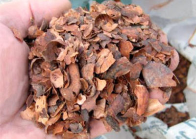 Ecorces de cacao