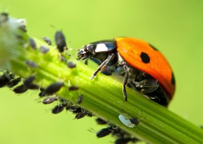 Coccinelle