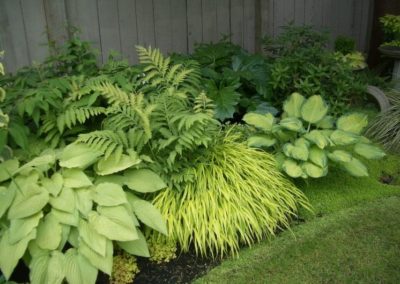 Massif avec fougères et hostas