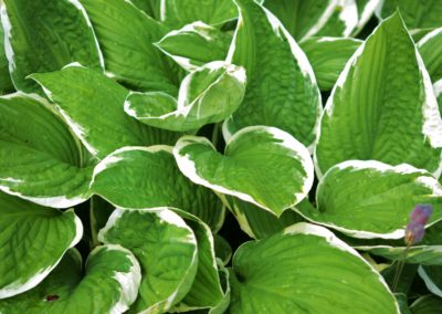 Hostas bicolores