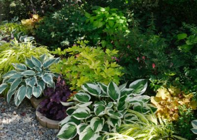 Massif d'hostas