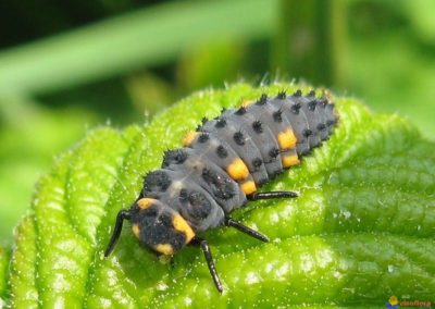Larve de coccinelle
