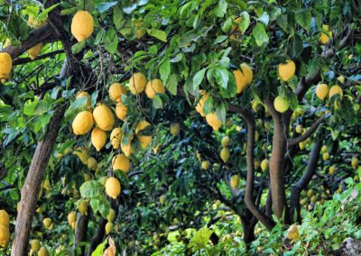 Citronnier