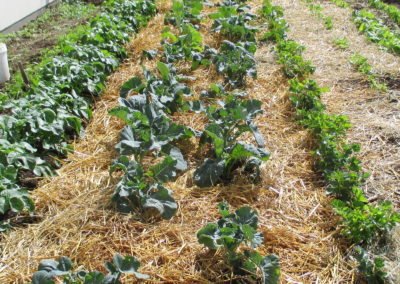Paillis de paille
