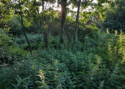 Une parcelle de 9 000 M² à nettoyer...
