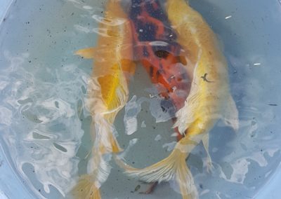 Nous prenons soin d'enlever les carpes koï Nous prenons soin d'enlever les carpes koï