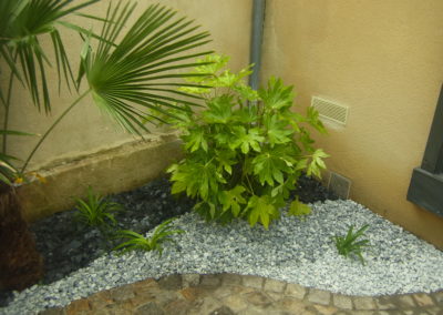 Le fatsia japonica