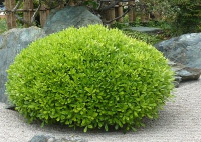 Pittosporum tobira nana