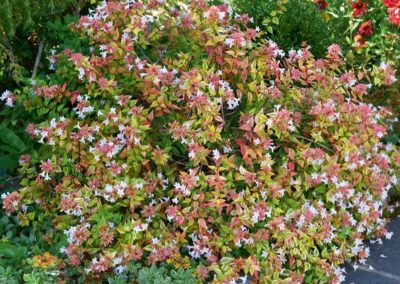 Abelia nain