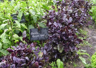 Basilic pourpre