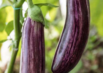 Aubergines