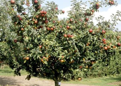 Pommier