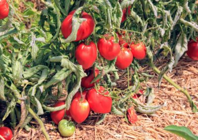 Tomates cœur de bœuf