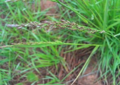 Herbe en vue macro
