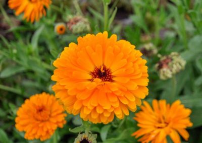 Soucis ou pendulaire officinalis