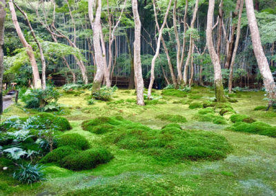 Jardin de mousses japonais