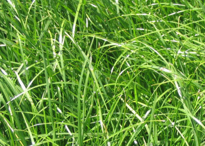 Ray-grass anglais