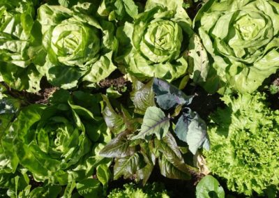 Salades