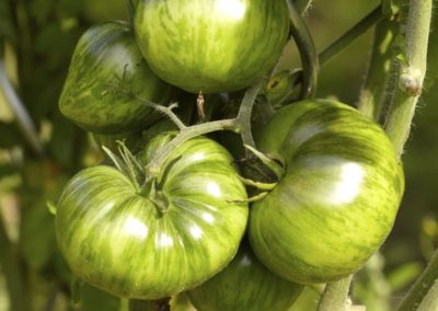 Tomates green zebra