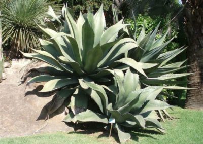 Agave
