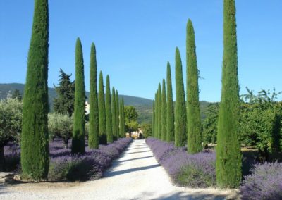 Cyprès
