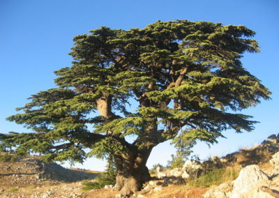 Cèdre